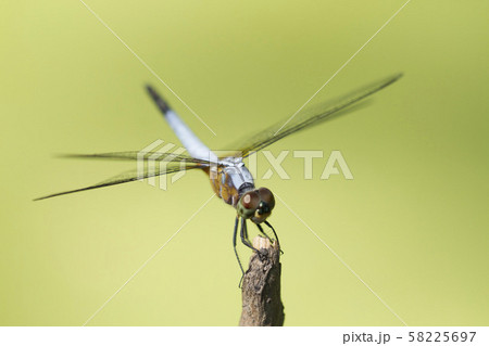 Close up image of blue dragonfly on natural green 58225697
