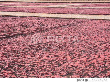 桜海老の天日干し-19171 桜海老の天日干し-19171 58226068