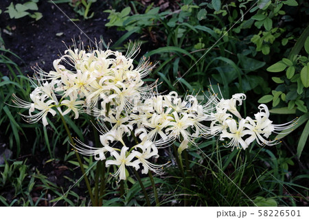 白い彼岸花 58226501