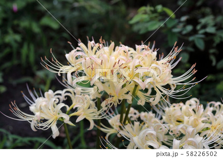 白い彼岸花 58226502