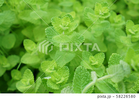 アップルミント 58226580