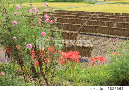 コスモスと彼岸花と掛け干し 秋の風景 コスモスと彼岸花と掛け干し 秋の風景 58226634