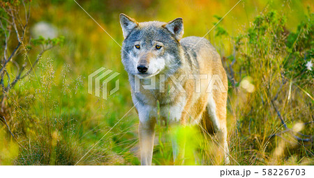 Large male grey wolf in autumn colored field in the forest 58226703