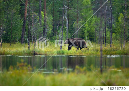 Large adult brown bear walking in the forest 58226720
