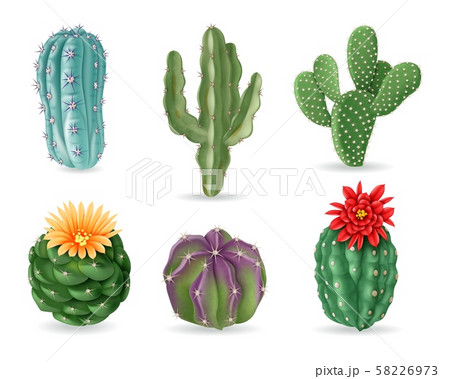 Realistic cactuses. Decorative desert exotic cactus prickly plants. Wild and houseplant succulent 58226973