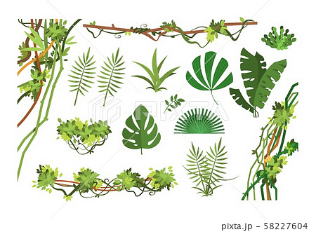 Jungle vine. Cartoon rainforest leaves and liana overgrown plants. Isolated vector set 58227604