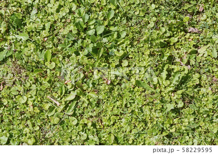 View of green grass. View of green grass. 58229595
