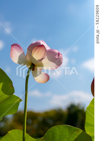 法金剛院、蓮に青空 法金剛院、蓮に青空 58229609