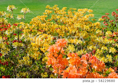 Rhododendron flowers in a city park in spring. 58229680