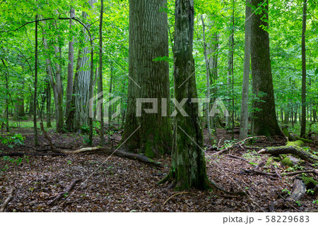Primeval deciduous stand of natural stand in Primeval deciduous stand of natural stand in 58229683