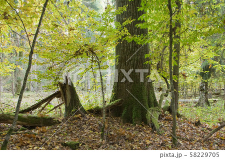 Lonely old oak tree in fall 58229705