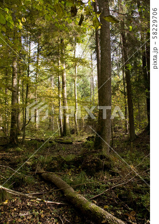 Autumnal landscape of deciduous stand in sunset 58229706