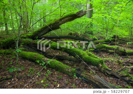 Summertime forest landscape with broken trees 58229707