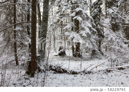 Snowy coniferous stand 58229791