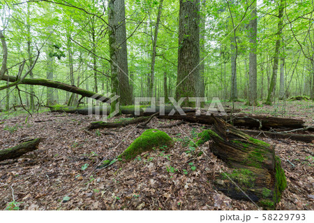Sumertime deciduous stand of Bialowieza Forest 58229793