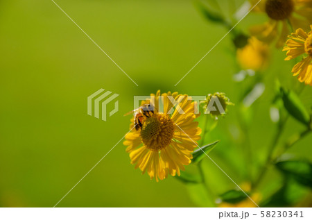 花とみつばちの写真素材