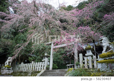 大豊神社、枝垂れ梅と枝垂れ桜 大豊神社、枝垂れ梅と枝垂れ桜 58230407