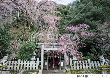 大豊神社、枝垂れ梅と枝垂れ桜 58230409