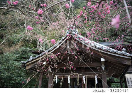大豊神社、洛中一の枝垂れ梅と本殿 大豊神社、洛中一の枝垂れ梅と本殿 58230414