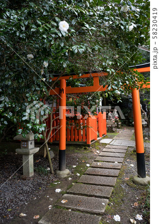 大豊神社、大国社への参道と白い寒椿 大豊神社、大国社への参道と白い寒椿 58230419