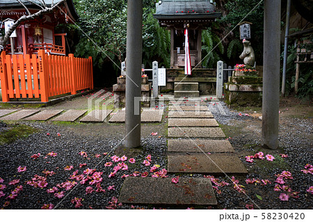 大豊神社、大国社へ椿の参道 58230420