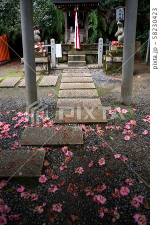 大豊神社、大国社へ椿の参道 大豊神社、大国社へ椿の参道 58230423