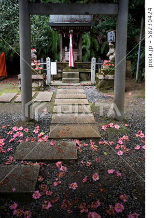 大豊神社、大国社へ椿の参道 58230424