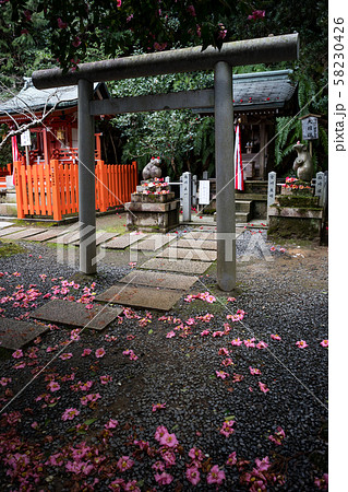 大豊神社、大国社へ椿の参道 58230426