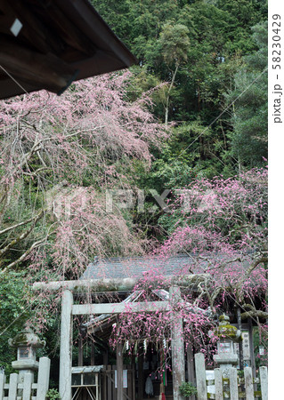 大豊神社、洛中随一の枝垂れ桜と枝垂れ梅 58230429