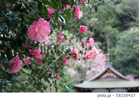 大豊神社、寒椿の咲く境内 大豊神社、寒椿の咲く境内 58230437