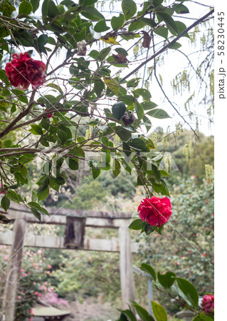 大豊神社、赤い寒椿の咲く参道 58230445