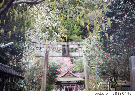 大豊神社、木五倍子(キブシ)の花房の咲く春の参道 大豊神社、木五倍子(キブシ)の花房の咲く春の参道 58230446