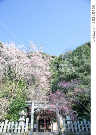大豊神社、洛中一の枝垂れ梅と枝垂れ桜の巨木 大豊神社、洛中一の枝垂れ梅と枝垂れ桜の巨木 58230450