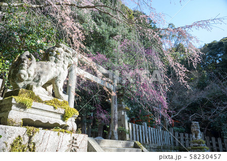 大豊神社、洛中一の枝垂れ梅と枝垂れ桜の巨木 58230457