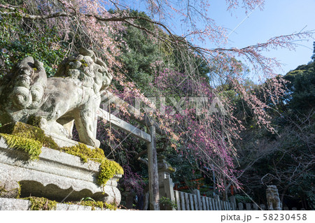 大豊神社、洛中一の枝垂れ梅と枝垂れ桜の巨木 大豊神社、洛中一の枝垂れ梅と枝垂れ桜の巨木 58230458