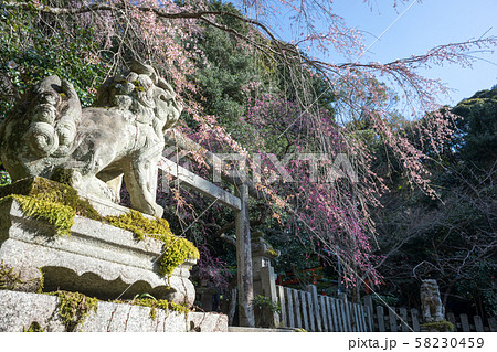 大豊神社、洛中一の枝垂れ梅と枝垂れ桜の巨木 大豊神社、洛中一の枝垂れ梅と枝垂れ桜の巨木 58230459