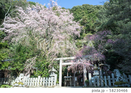 大豊神社、洛中一の枝垂れ梅と枝垂れ桜の巨木 大豊神社、洛中一の枝垂れ梅と枝垂れ桜の巨木 58230466