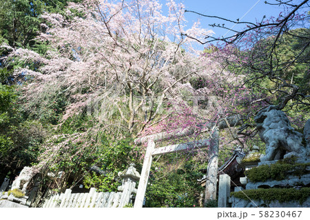 大豊神社、洛中一の枝垂れ梅と枝垂れ桜の巨木 58230467