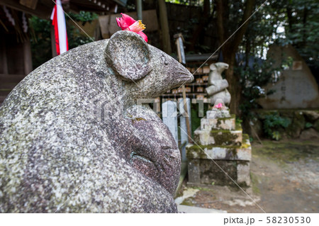 大豊神社、大国社の狛鼠、椿の花と木の実のお供え物 58230530