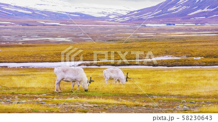 Reindeers eats grass at the plains of Svalbard Reindeers eats grass at the plains of Svalbard 58230643
