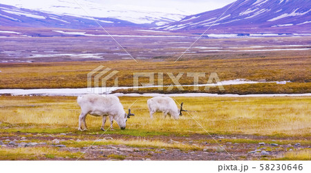 Reindeers eats grass at the plains of Svalbard Reindeers eats grass at the plains of Svalbard 58230646