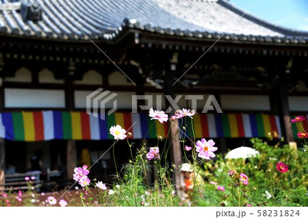 般若寺のコスモス 般若寺のコスモス 58231824