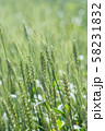 麦の穂 58231832