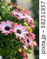 ピンクの花 58231957