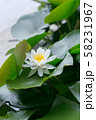 白いスイレン 58231967