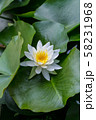 白いスイレン 58231968