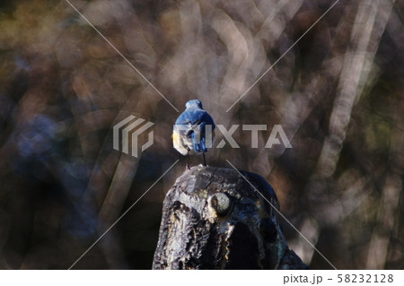 ルリビタキ　Red-flanked bluetail 58232128