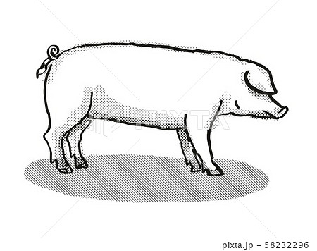 drawing cartoon pig step by step Stock Vector  Adobe Stock