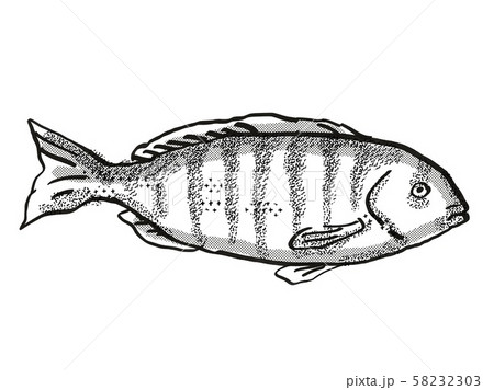 Zebrafish Australian Fish Cartoon Retro Drawing 58232303