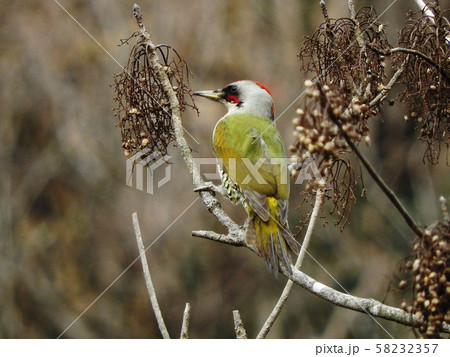 アオゲラ Japanese Green Woodpecker アオゲラ Japanese Green Woodpecker 58232357